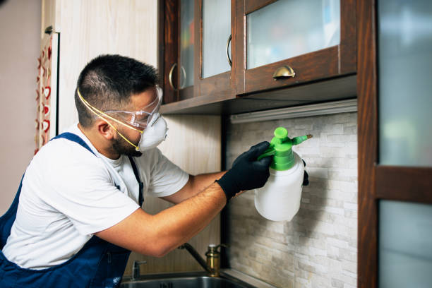 Best Local Pest Control Services  in Elsa, TX