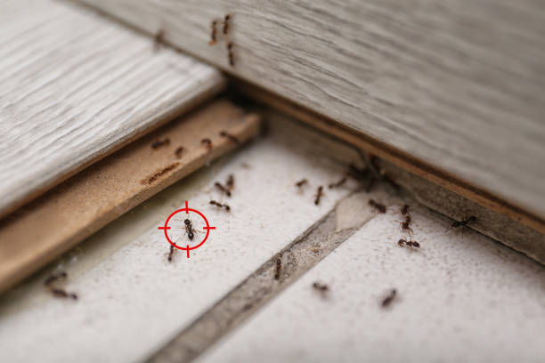 Best Mosquito Control Services  in Elsa, TX