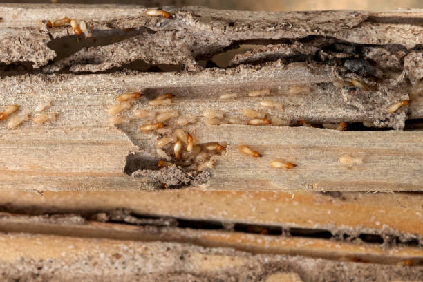 Best Insect Control  in Elsa, TX