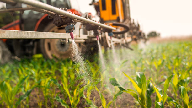 Best Pest Prevention Services  in Elsa, TX