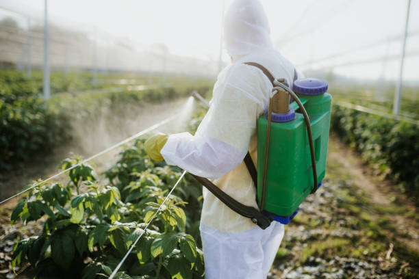 Best Affordable Pest Control Services  in Elsa, TX